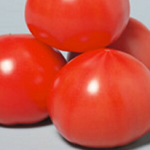 PRIMAX قуg}g PRIMAX1000 g}g Ƃ܂ ׉ցyTJ^   ^lzyʏ5{ 5̂̓|Cg10{z
