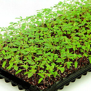 PRIMAX バックアタック 台木トマト PRIMAX1000粒 トマト とまと 蕃茄【サカタ 種 たね タネ】【通常5倍 5のつく日はポイント10倍】