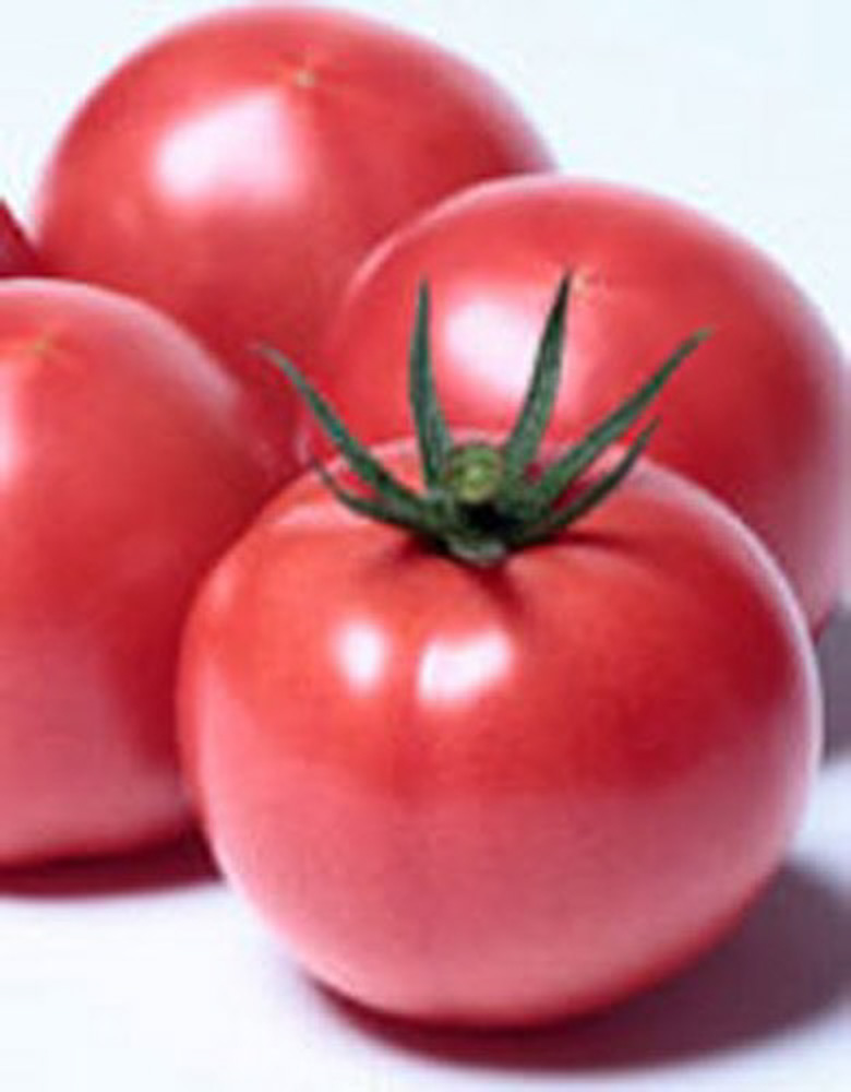 PRIMAX 麗月 トマト PRIMAX1000粒 トマト とまと 蕃茄【サカタ 種 たね タネ】【通常5倍 5のつく日はポイント10倍】 |  全国種苗出荷センター
