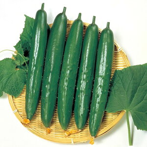 悵ȂӉZ 350 ӉZ LE イ yTJ^   ^lzyʏ5{ 5̂̓|Cg10{z