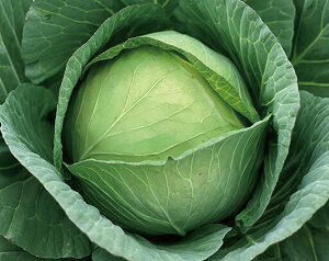 V 2000 Lxc Rzz yRzc   ^l zyʏ5{ 5̂̓|Cg10{z