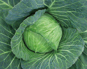 ܌ 2000 Lxc Rzz yRzc   ^l zyʏ5{ 5̂̓|Cg10{z