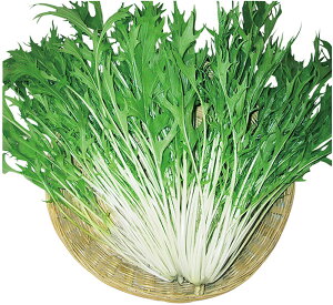 ̑ 2dl  ~Yi ݂ Rzz yRzc   ^l zyʏ5{ 5̂̓|Cg10{z