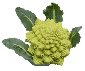 }lXRJt[ ~ibg 1000(LR[g) Jt[yRzc   ^l zyʏ5{ 5̂̓|Cg10{z