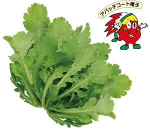 Apb`R[g (SR[g) tbVT_ PVP 5 te 񂬂 VMNyRzc   ^l zyʏ5{ 5̂̓|Cg10{z