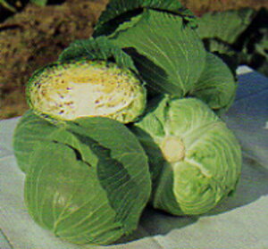 ×() ^LCz L5痱5ZR Lxc ×  Jy^LC   ^lzyʏ5{ 5̂̓|Cg10{z