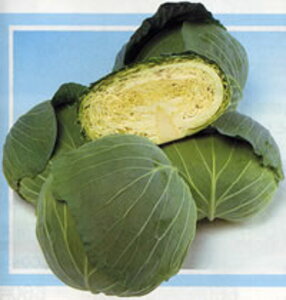 ʗ× ^LCz 20002ZR Lxc ×  Jy^LC   ^lzyʏ5{ 5̂̓|Cg10{z