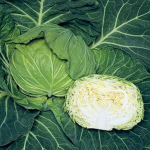 ����SP�×� �^�L�C��z L5�痱5�Z��R �L���x�c �×� ������ �J�������y�^�L�C �� ���� �^�l�z�y�ʏ�5�{ 5�̂����̓|�C���g10�{�z