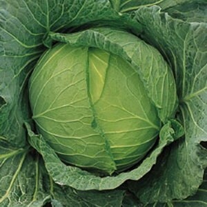 lGn×() ^LCz 20002ZR Lxc ×  Jy^LC   ^lzyʏ5{ 5̂̓|Cg10{z