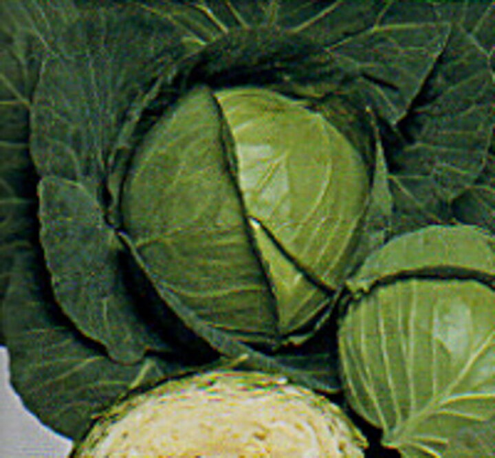 最新人気 キャベツの種 野菜の種 秋徳SP 2000粒 葉菜 最新人気 キャベツの種 野菜の種 秋徳SP 2000粒 葉菜