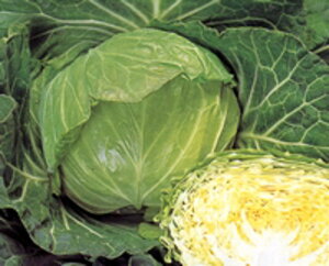 P× ^LCz 20002ZR Lxc ×  Jy^LC   ^lzyʏ5{ 5̂̓|Cg10{z