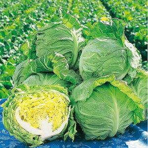 tg× ^LCz 20002ZR Lxc ×  Jy^LC   ^lzyʏ5{ 5̂̓|Cg10{z