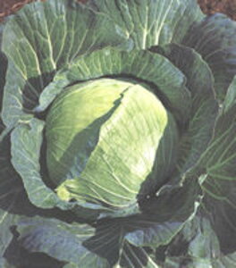 YRV×(Ă񂭂) ^LCz 20002ZR Lxc ×  Jy^LC   ^lzyʏ5{ 5̂̓|Cg10{z