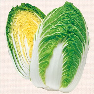 ڂ85 ^LCz L5痱5ZR  nNTC ͂y^LC   ^lzyʏ5{ 5̂̓|Cg10{z