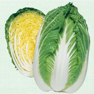 90 ^LCz 20ml  nNTC ͂y^LC   ^lzyʏ5{ 5̂̓|Cg10{z