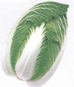 o(ނ) ^LCz 20ml  nNTC ͂y^LC   ^lzyʏ5{ 5̂̓|Cg10{z