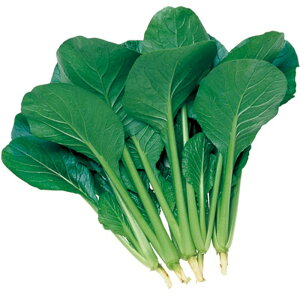 ɏ ^LCz 2dlX^hpbN200ml  nNTC ͂y^LC   ^lzyʏ5{ 5̂̓|Cg10{z