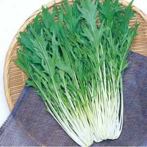 ݂ꐅ ^LCz L5痱5ZR  ~Yi ݂ȁy^LC   ^lzyʏ5{ 5̂̓|Cg10{z