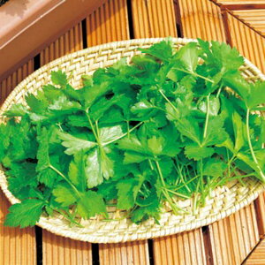 sOct(֐n) 1L Ot ݂ ~coy^LC   ^lzyʏ5{ 5̂̓|Cg10{z