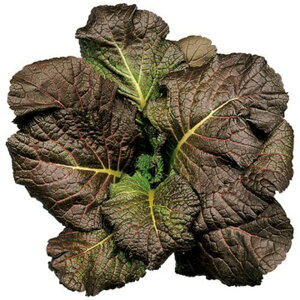 ԑt(یs) 1dl  R}ci ܂ȁy^LC   ^lzyʏ5{ 5̂̓|Cg10{z