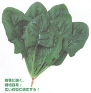 I[C@@ ^LCz 1L ق @@ zE\E ق񂻂y^LC   ^lzyʏ5{ 5̂̓|Cg10{z