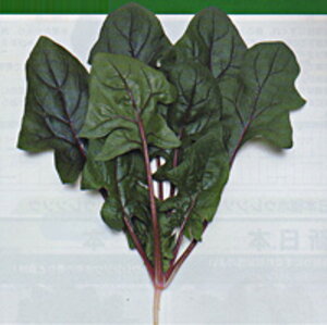 T_@@ ^LCz 1L ق @@ zE\E ق񂻂y^LC   ^lzyʏ5{ 5̂̓|Cg10{z