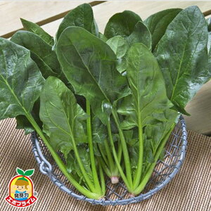 \i 11{`12݁zq@@ (G{vC) ^LCz AM330ZR ق @@ zE\E ق񂻂y^LC   ^lzyʏ5{ 5̂̓|Cg10