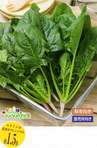 ٓVۖ@@(G{vC) ^LCz AM330ZR ق @@ zE\E ق񂻂y^LC   ^lzyʏ5{ 5̂̓|Cg10{z