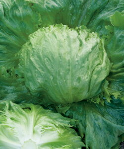 ^X N[KC ^LC琬 PVP L5痱5ZR ^Xy^LC   ^lzyʏ5{ 5̂̓|Cg10{z