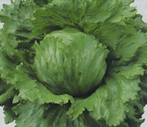 ^X V[J[ ^LC琬 PVP L5痱5ZR ^Xy^LC   ^lzyʏ5{ 5̂̓|Cg10{z