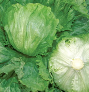 ^X rbOKC ^LC琬 L5痱5ZR ^Xy^LC   ^lzyʏ5{ 5̂̓|Cg10{z