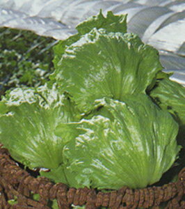 ^X C[h ^LC琬 L5痱5ZR ^Xy^LC   ^lzyʏ5{ 5̂̓|Cg10{z