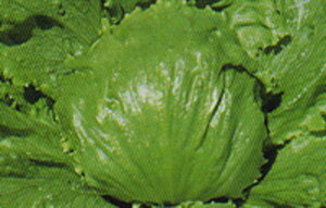 ^X KV[ ^LC琬 20ml ^Xy^LC   ^lzyʏ5{ 5̂̓|Cg10{z