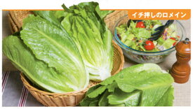 楽天市場 ロメインレタス 種 タキイの通販