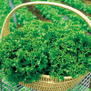 [t^X O[EF[u ^LC琬 20ml ^Xy^LC   ^lzyʏ5{ 5̂̓|Cg10{z