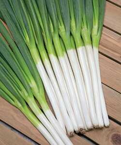 ĈꕶK ^LCz 1dlX^hpbN100ml K lM ˂y^LC   ^lzyʏ5{ 5̂̓|Cg10{z