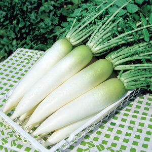 卪() ^LCz 20ml 卪 _CR y^LC   ^lzyʏ5{ 5̂̓|Cg10{z