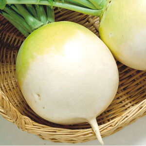 萹@卪() ^LCz 2dlX^hpbN200ml 卪 _CR y^LC   ^lzyʏ5{ 5̂̓|Cg10{z