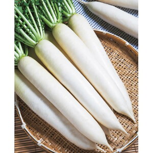 ~_y卪 ^LCz 20ml 卪 _CR y^LC   ^lzyʏ5{ 5̂̓|Cg10{z