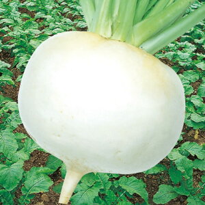 畑 ^LCz 20ml  Ju y^LC   ^lzyʏ5{ 5̂̓|Cg10{z