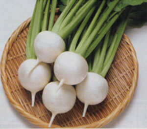 CR䂫΂ȕ ^LCz 1dlX^hpbN100ml  Ju y^LC   ^lzyʏ5{ 5̂̓|Cg10{z