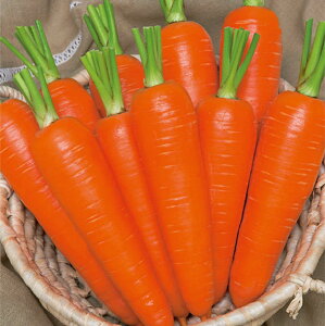 ނߐlQ ^LCz L110ZR jW ɂ񂶂 lQy^LC   ^lzyʏ5{ 5̂̓|Cg10{z