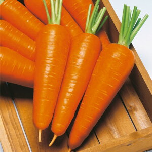 z񍆐lQ() ^LCz L110ZR jW ɂ񂶂 lQy^LC   ^lzyʏ5{ 5̂̓|Cg10{z