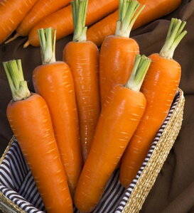 DnlQ L110ZR jW ɂ񂶂 lQy^LC   ^lzyʏ5{ 5̂̓|Cg10{z