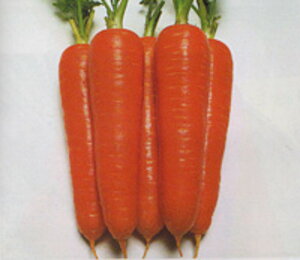 zܐlQ(Ђ) ^LCz 2dlX^hpbN200ml jW ɂ񂶂 lQy^LC   ^lzyʏ5{ 5̂̓|Cg10{z