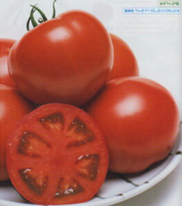 CFY[Ng}g ^LCz 10001ZR g}g Ƃ܂ ׉ցy^LC   ^lzyʏ5{ 5̂̓|Cg10{z