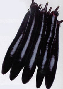 咷֎q ^LCz 20002ZR iX Ȃ ֎qy^LC   ^lzyʏ5{ 5̂̓|Cg10{z