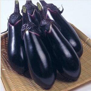 千両二号茄子 タキイ交配 PVP 200粒200R ナス なす 茄子【タキイ 種 たね タネ】【通常5倍 5のつく日はポイント10倍】