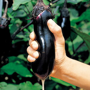 ݂֎q ^LCz 20002ZR iX Ȃ ֎qy^LC   ^lzyʏ5{ 5̂̓|Cg10{z