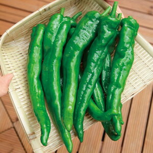 ÂƂl ^LCz 500500R s[} ҁ[܂y^LC   ^lzyʏ5{ 5̂̓|Cg10{z